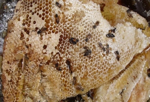 Về Tây Giang ăn cháo nhộng ong ruồi