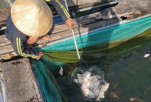 Cá lồng bè ở hồ thủy điện Sông Tranh 2 chết liên tục