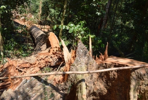 Nam Giang- Lại phát hiện phá rừng phòng hộ