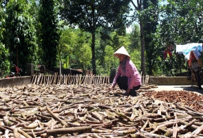 Triển vọng phát triển cây quế ở vùng núi Quảng Nam