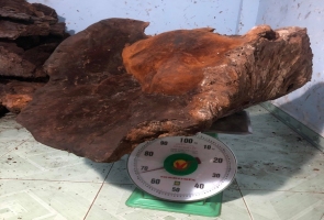 Tiên Phước- phát hiện nấm chò nặng gần 70kg ở Quảng Nam