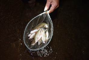 Một đêm theo chân thợ săn cá niên sông Tranh