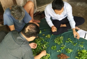 Nghiên cứu tổ hợp các loại thực vật làm rau ăn và lá uống ở Cù Lao Chàm