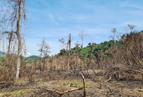 Xử lý thực bì, ban quản lý rừng phòng hộ... đốt luôn rừng tự nhiên: Giám đốc công ty thi công nhận trách nhiệm