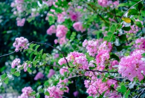 Ngắm hoa Tường Vi đẹp mỏng manh giữa nắng hè