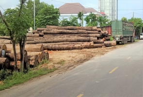 Tam Kỳ- bãi tập kết gỗ mọc ‘bất ngờ’ trong khu dân cư