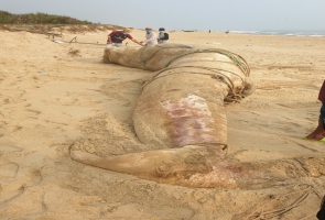 THĂNG BÌNH- Cá voi dài 8m, nặng 4 tấn trôi dạt vào bờ biển
