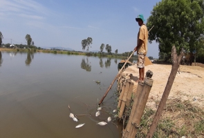 Cá chết trắng sông Bàn Thạch: dựng đập ngăn mặn