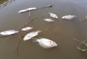 Cá chết nổi trắng sông Bàn Thạch vì nhiễm mặn