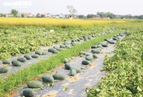 Mùa dịch Covid-19, nông dân Quảng Nam phấn khởi nhờ bội thu dưa hấu