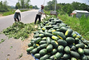 Phú Ninh vào vụ thu hoạch dưa hấu