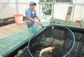 Quế Sơn- Xây dựng trang trại nuôi cá koi