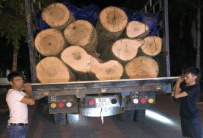 Phú Ninh - bắt xe tải chở gỗ lậu