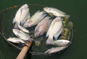 Tam Kỳ- Cá chết trắng hồ điều hòa Nguyễn Du