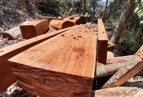 Nam Giang- phát hiện hàng ngàn m3 gỗ hàng trăm năm tuổi bị chặt phá