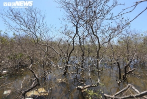 Cận cảnh hàng chục hecta rừng ngập mặn ở Núi Thành chết khô