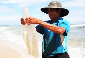 Trúng đậm sứa biển, ngư dân Quảng Nam bỏ túi bạc triệu mỗi ngày