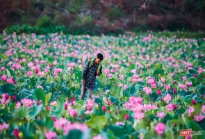 Vẻ đẹp khó cưỡng của đầm sen lớn Trà Lý ở Quảng Nam